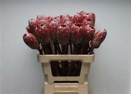 Protea Pink Ice No Leaves