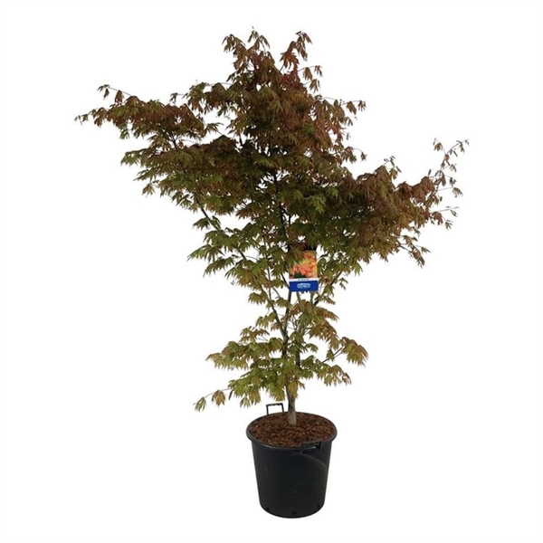 <h4>Acer North Wind ®</h4>