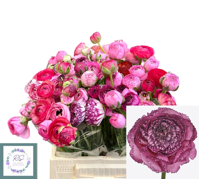 <h4>RAN EL PINK STRIPES</h4>