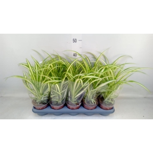 Chlorophytum com. 'Variegatum'