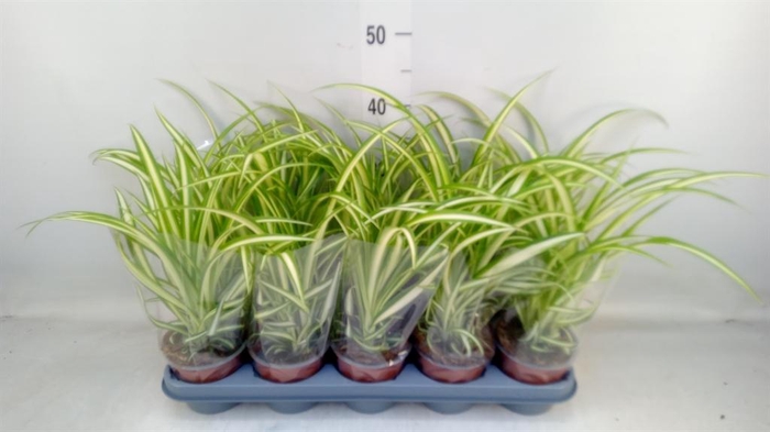 <h4>Chlorophytum com. 'Variegatum'</h4>