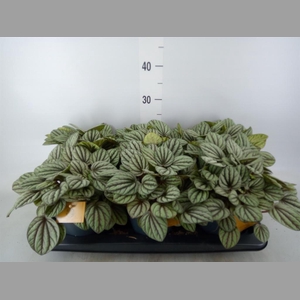 Peperomia