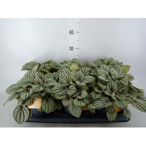 Peperomia