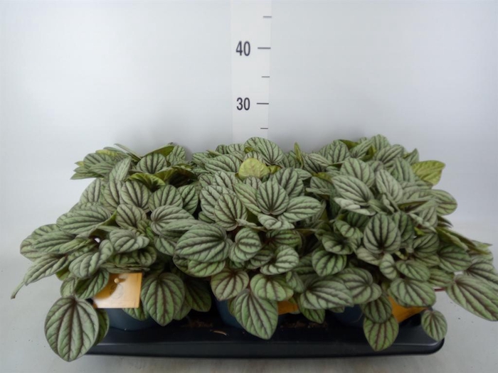 <h4>Peperomia</h4>