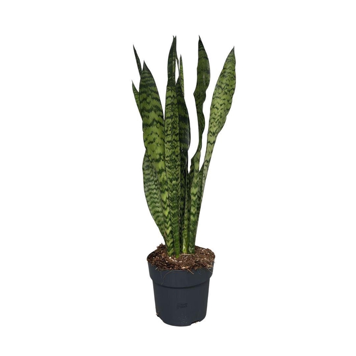 <h4>Sansevieria zeylanica</h4>