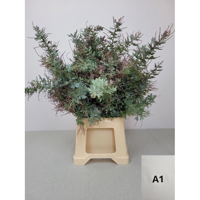 <h4>ACACIA BAILEYANA PB</h4>