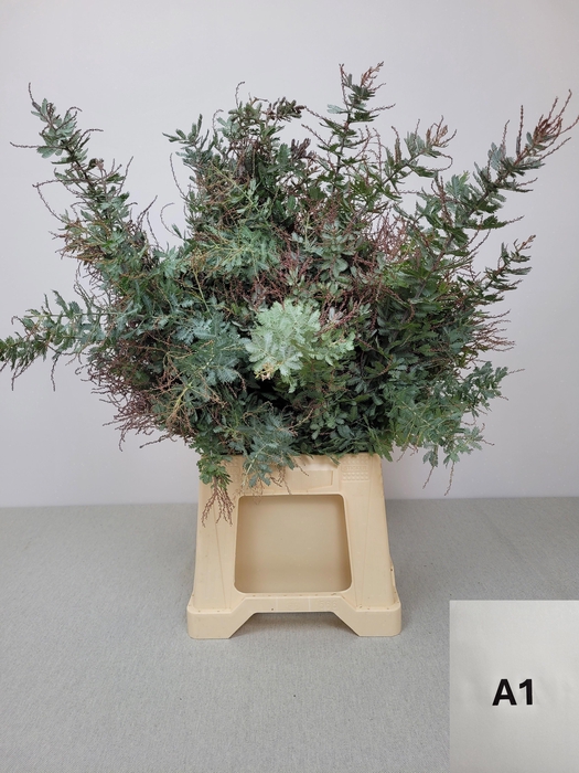 ACACIA BAILEYANA PB