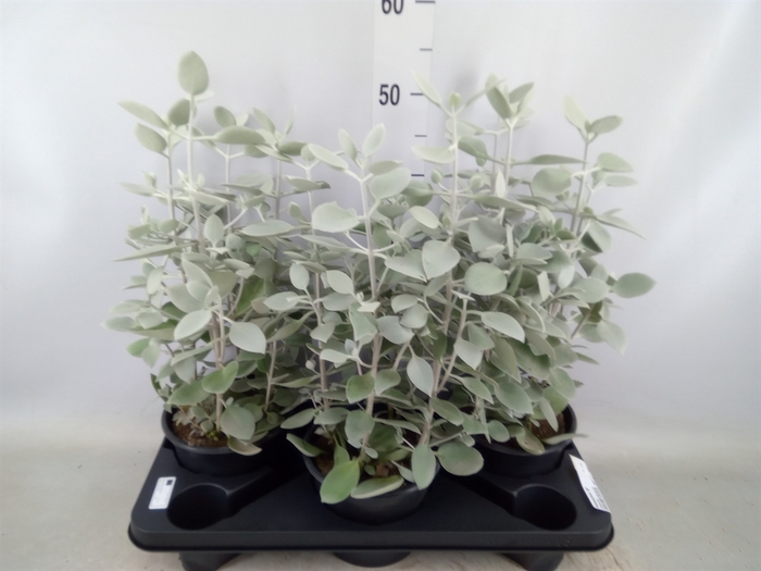 <h4>Kalanchoe NF   ...</h4>