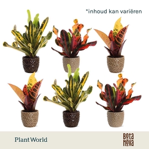 Croton gemengd in Lizzy Keramiek