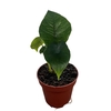 Alocasia Scalprum