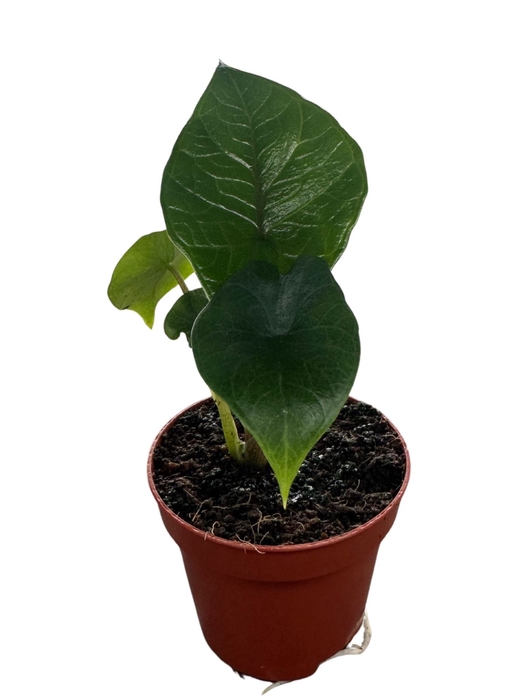 Alocasia Scalprum