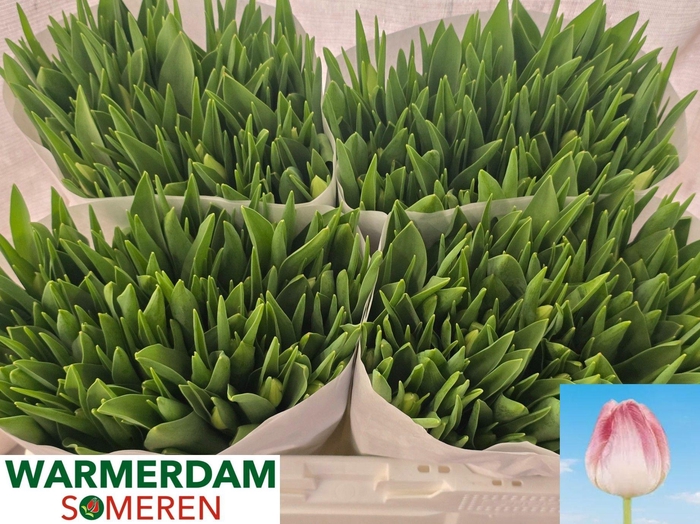 <h4>TU EN FIRST CLASS</h4>