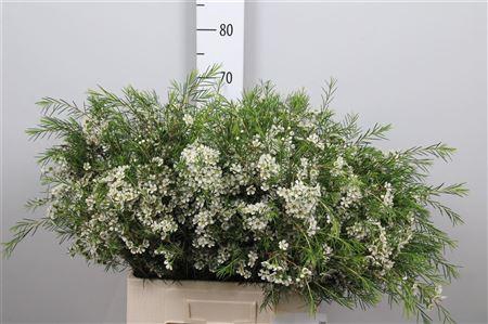 <h4>Chame Un Ofir</h4>