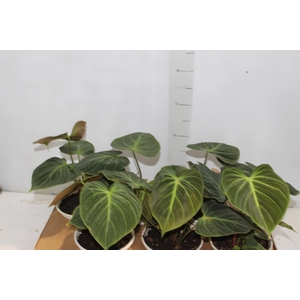 PHILODENDRON EL CHOCO RED P15