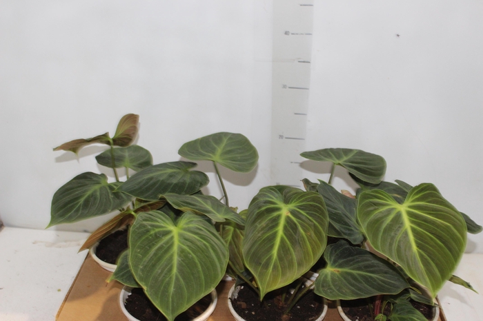 <h4>PHILODENDRON EL CHOCO RED P15</h4>