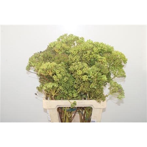 Ferule Zaaddoos 60cm Per Stem