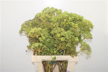 <h4>Ferule Zaaddoos 60cm Per Stem</h4>