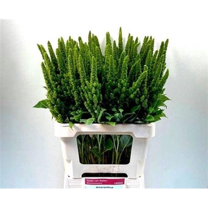 Amar Green Thumb