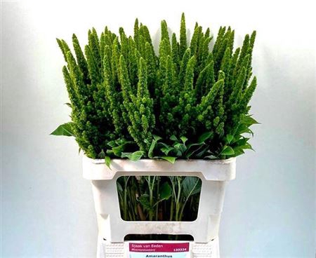 <h4>Amar Green Thumb</h4>