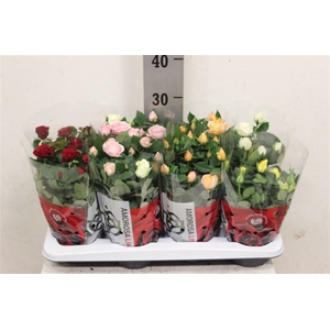 Rosa Amorosa mixed