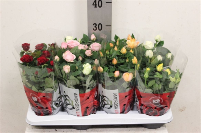 <h4>Rosa Amorosa mixed</h4>