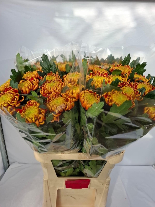 <h4>CHR G FUEGO RED</h4>