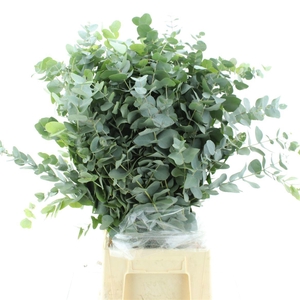 EUC CINEREA PER BOS