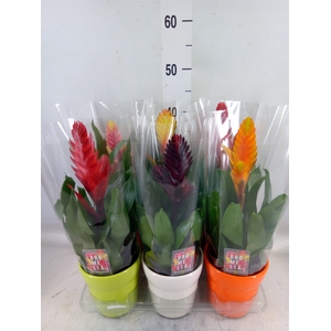 Vriesea   ...mix 6