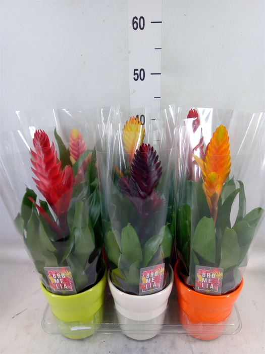 <h4>Vriesea   ...mix 6</h4>