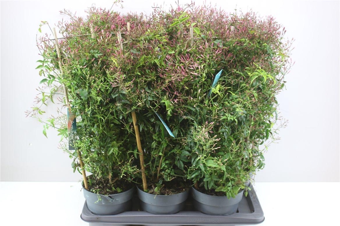 <h4>Jasminum Wit Op Rek</h4>