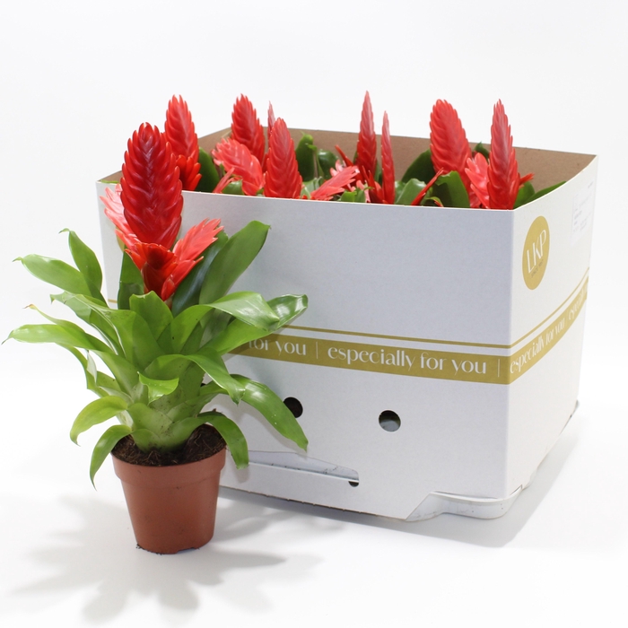 <h4>VRIES KALLISTO P</h4>