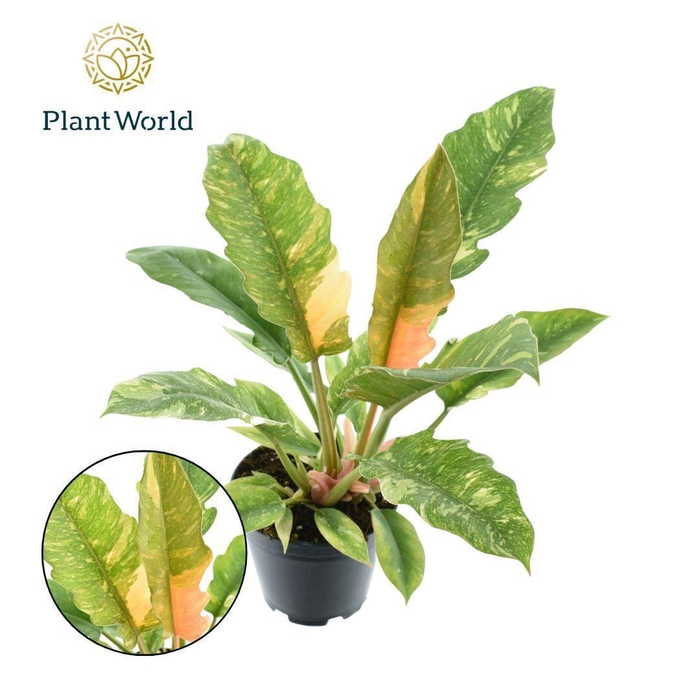 <h4>Philodendron narrow 'Ring of Fire'</h4>