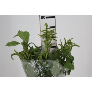 AMARANTHUS VERDE