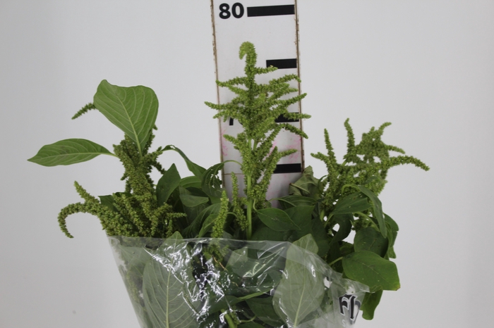 <h4>AMARANTHUS VERDE</h4>