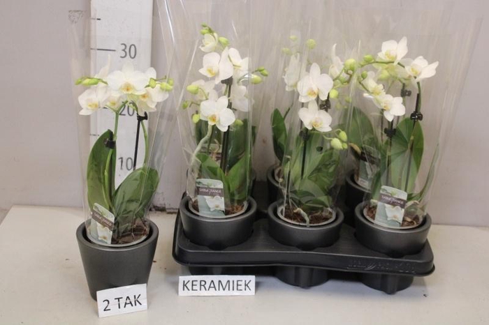 <h4>PHAL MF OV WIT</h4>