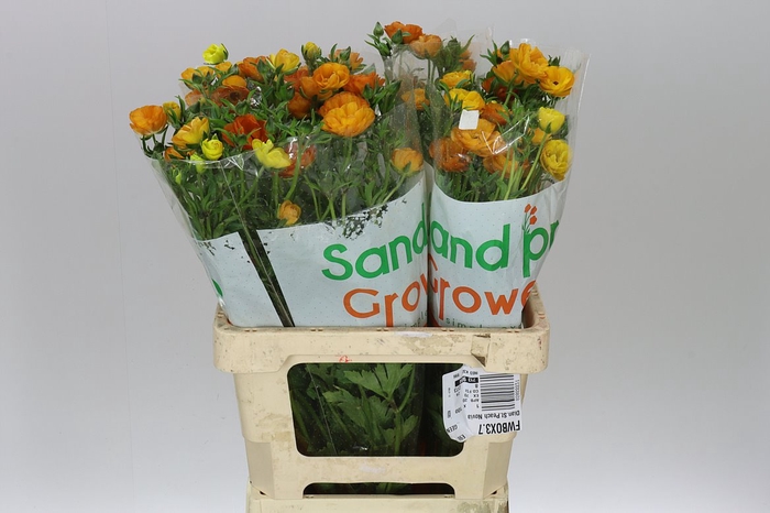 <h4>Ranuncul Butterfly Marmalade</h4>