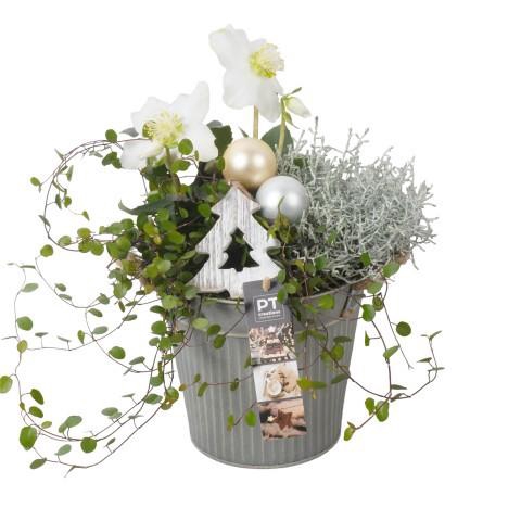 <h4>PTWO1941 Arrangement Winter Outdoor in metalen bak</h4>