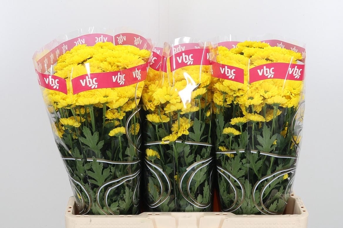 <h4>Chr S Aaa Skippy</h4>