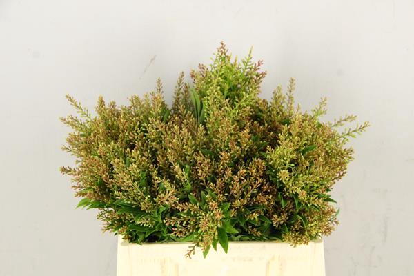 <h4>Pieris Oranje/groen Bs</h4>