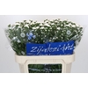 Aster Cassy