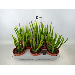 Euphorbia aeruginosa