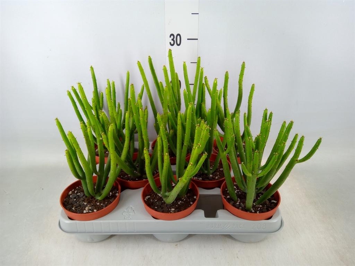 <h4>Euphorbia aeruginosa</h4>
