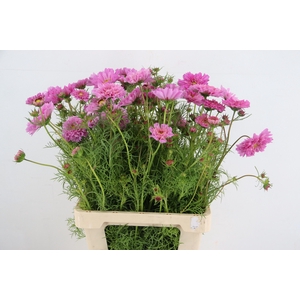 COSMOS BIPINNATUS