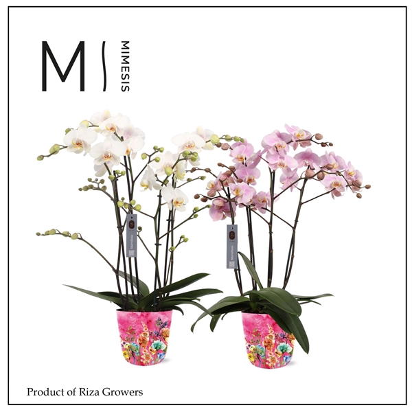 <h4>Mimesis Phal. Marvellous Mix - 50+ flowers 17cm in Jess Fiesta Ceramic</h4>