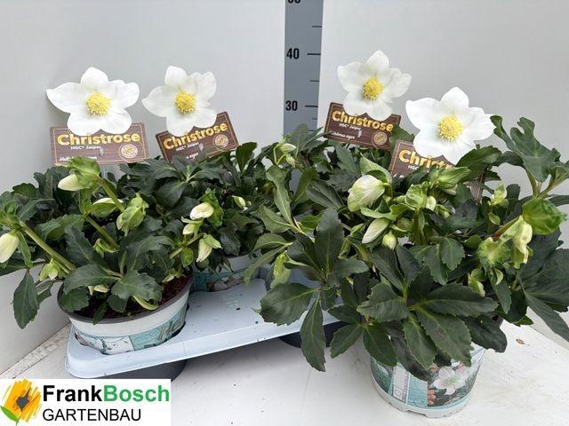 <h4>HELLEB EXTRA NI HGC JASPER P17</h4>