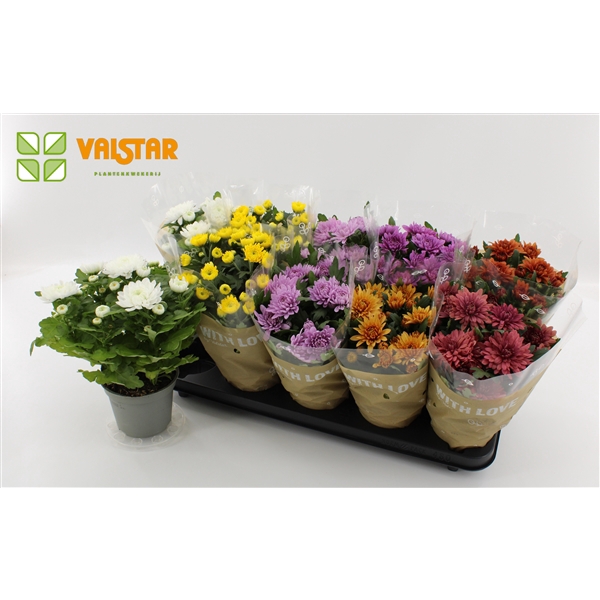 <h4>Chrysanthemum Indicum Mix</h4>