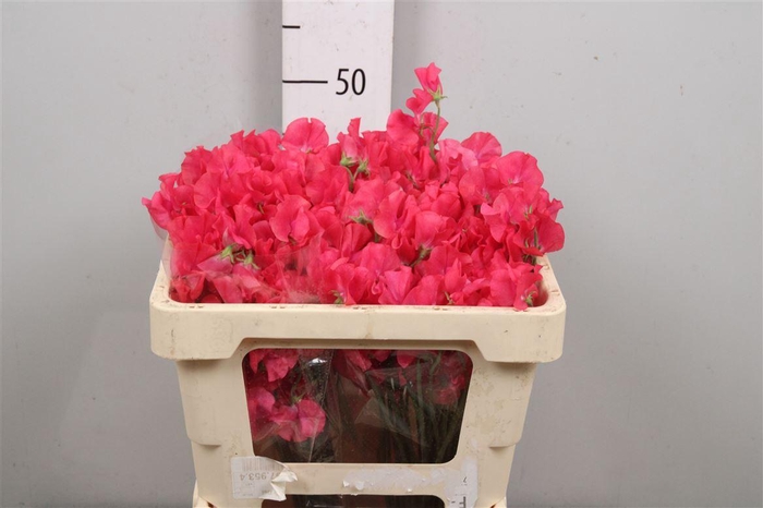 <h4>Lathyr Parfum Coral</h4>