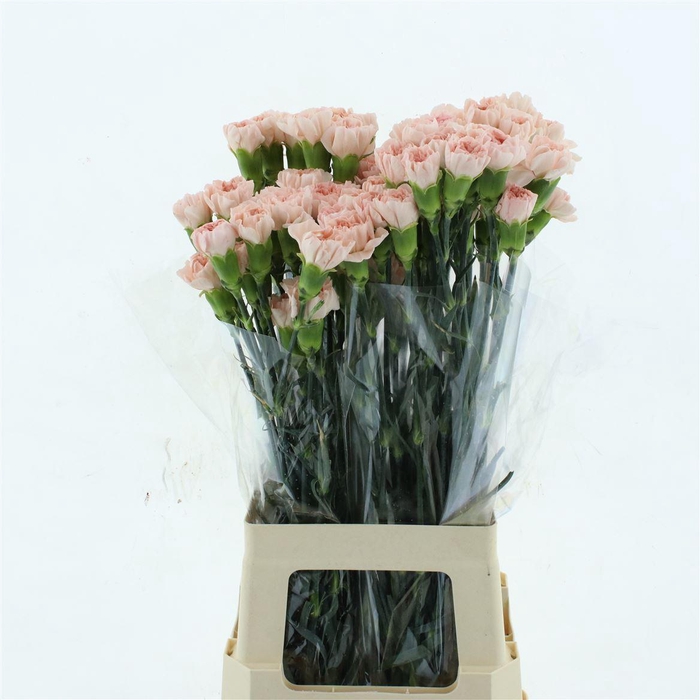 <h4>Di St Col Noviado</h4>