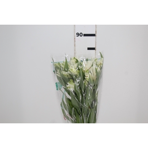 ALSTROEMERIA AKEMI 080 CM