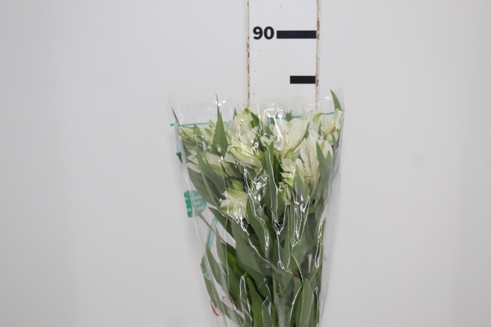 <h4>ALSTROEMERIA AKEMI 080 CM</h4>